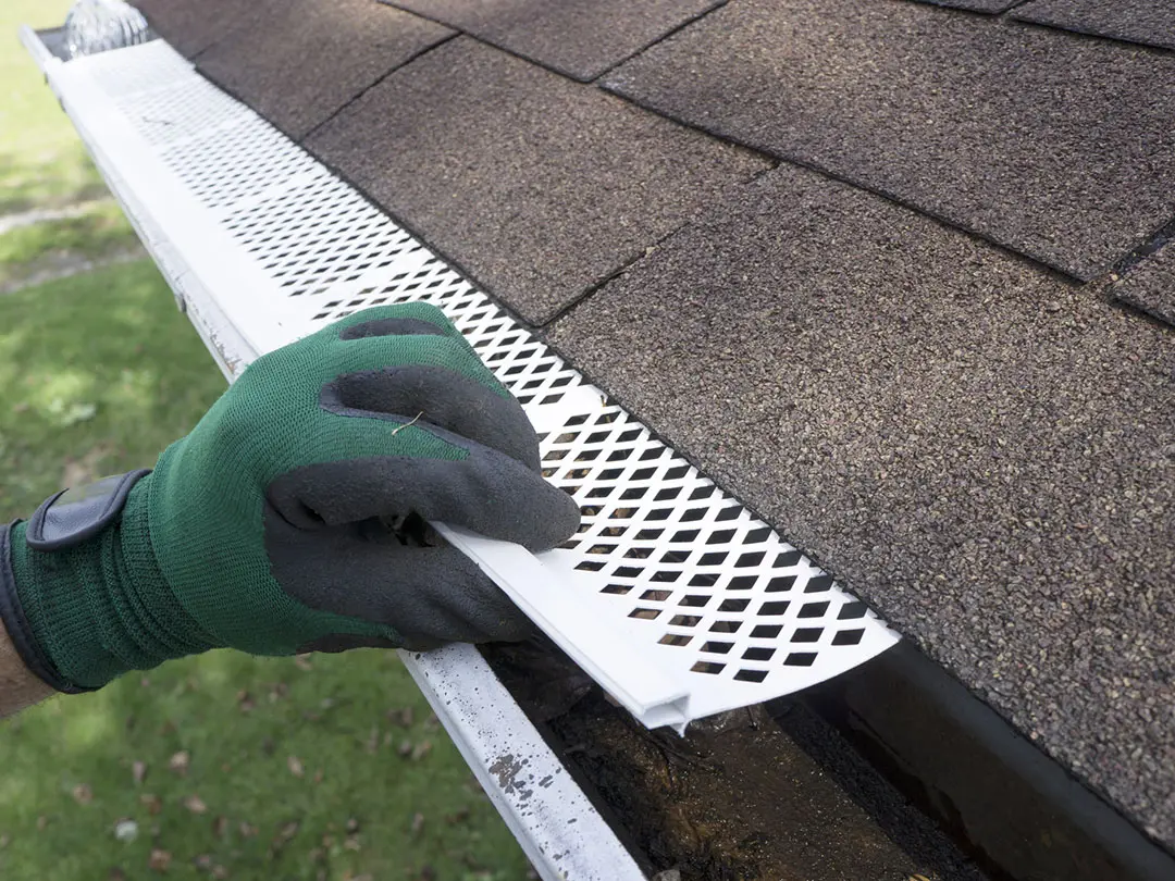 Leaf Protection That Suits Tampa Trees and Benefits Your Home